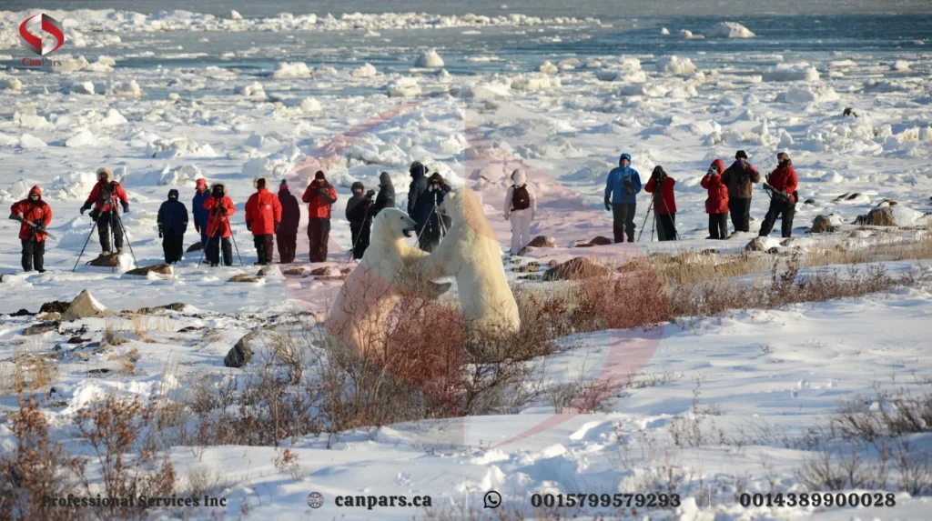 ۹. چرچیل، پایتخت خرس‌های قطبی جهان
