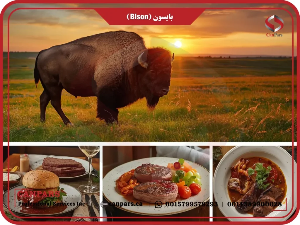 بایسون (Bison)